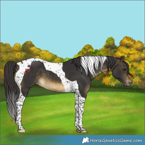 Horse Color:Buckskin Tobiano Varnish