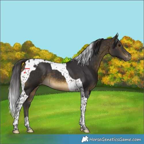 Horse Color:Buckskin Tobiano Appaloosa 