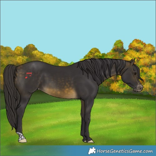 Horse Color:Buckskin Varnish 