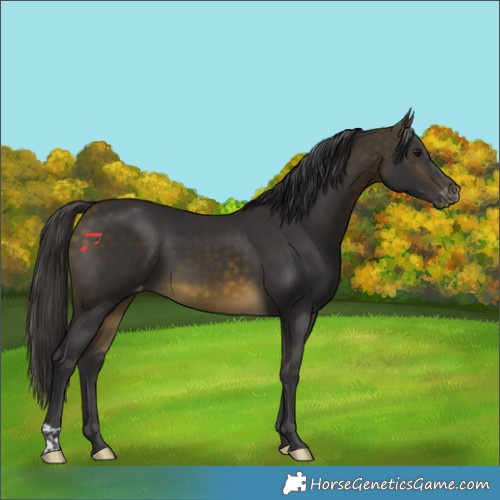 Horse Color:Buckskin Appaloosa 