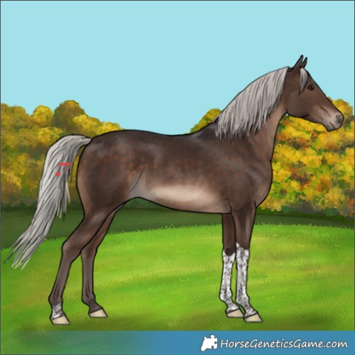 Horse Color:Silver Brown Tobiano