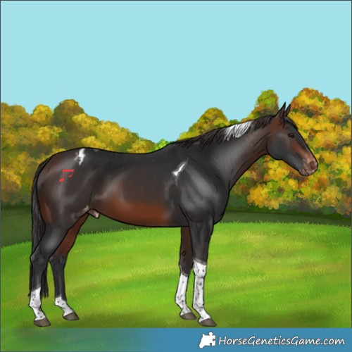 Horse Color:Brown Tobiano Appaloosa 