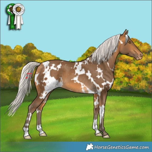 Horse Color:White Spotted Silver Buckskin Appaloosa