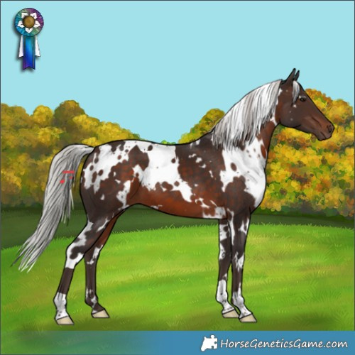 Horse Color:White Spotted Silver Brown