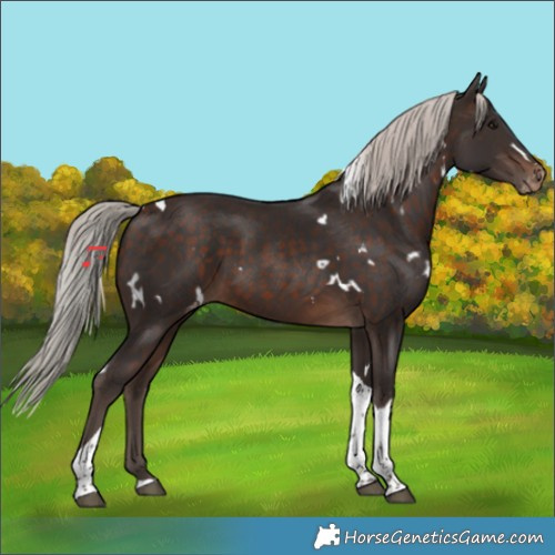 Horse Color:White Spotted Silver Brown Tobiano Appaloosa