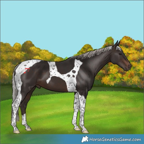 Horse Color:Silver Brown Tobiano