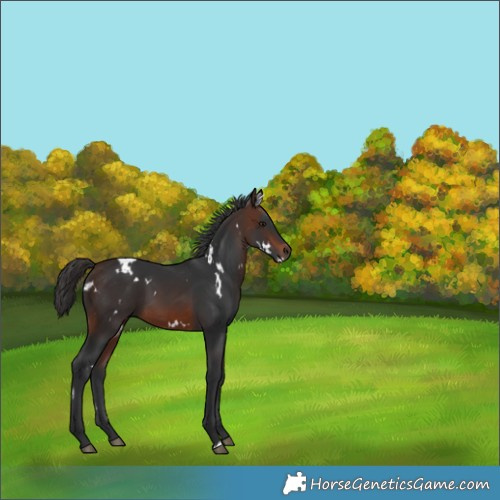 Horse Color:White Spotted Brown 