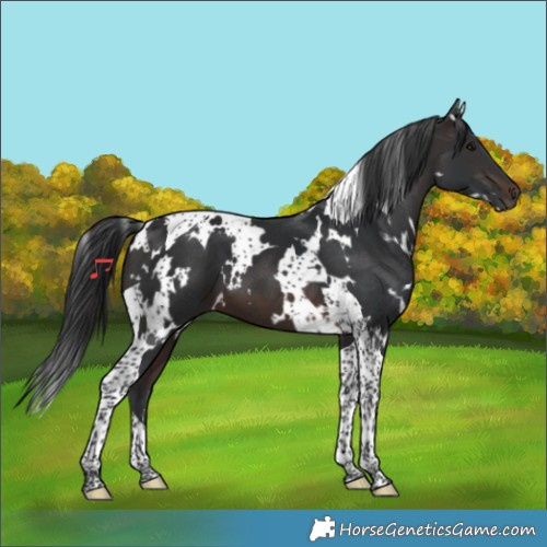 Horse Color:White Spotted Brown Tobiano