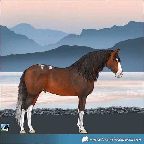 Horse Color:Bay Splash Skewed Appaloosa 