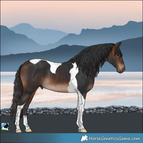 Horse Color:Bay Tobiano 