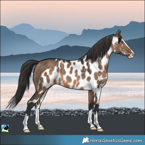 Horse Color:Brown Dun Splash Skewed Appaloosa 