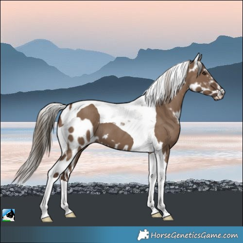 Horse Color:Liver Red Dun Tobiano Skewed Appaloosa 