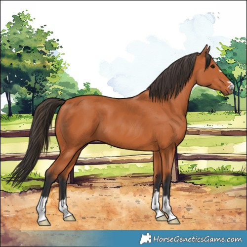 Horse Color:Bay 