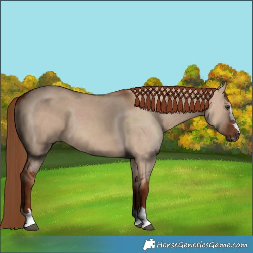 Horse Color:Red Dun