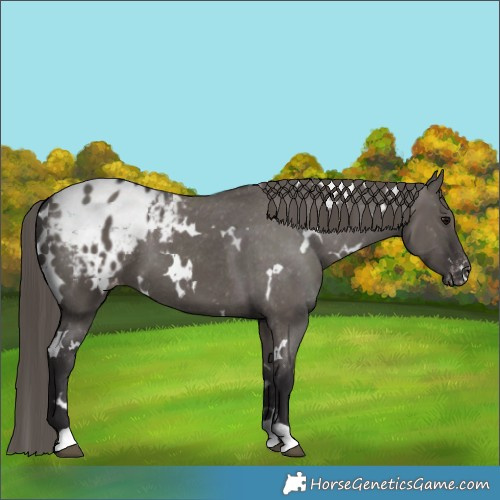 Horse Color:White Spotted Smoky Grullo Varnish