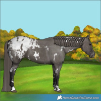 Horse Color:White Spotted Smoky Grullo Varnish 