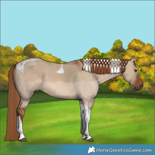 Horse Color:Red Dun Tobiano 