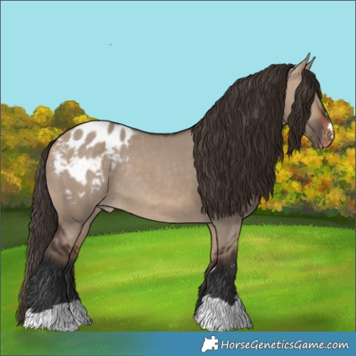 Horse Color:Bay Dun Appaloosa Rabicano