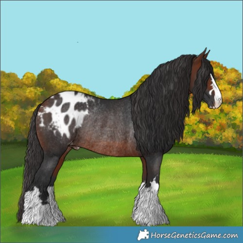 Horse Color:Bay Appaloosa Rabicano