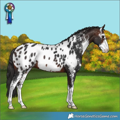 Horse Color:Brown Sabino Appaloosa 