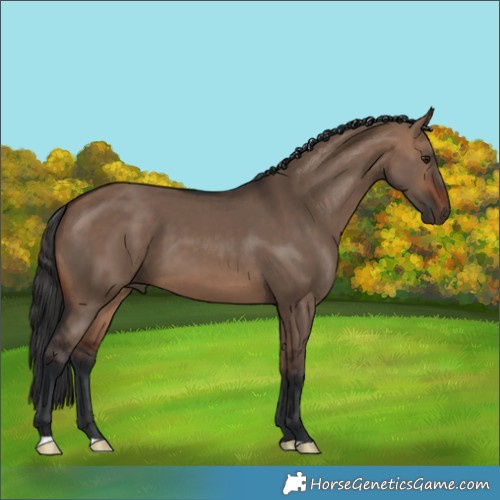 Horse Color:Brown Dun