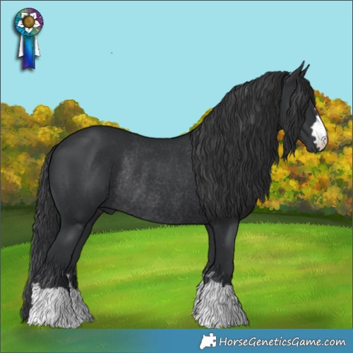 Horse Color:Black Rabicano
