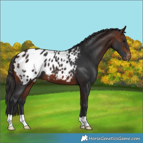 Horse Color:Brown Appaloosa 