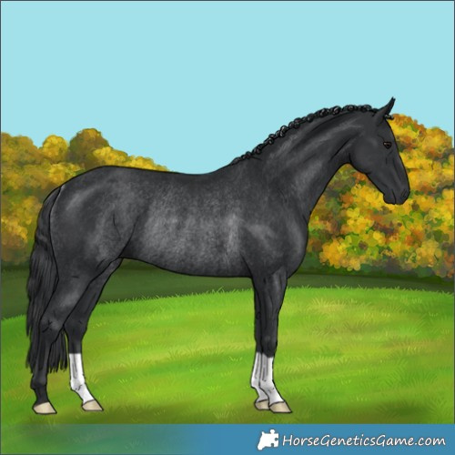 Horse Color:Black Rabicano 