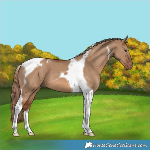 Horse Color:Red Dun Tobiano Varnish