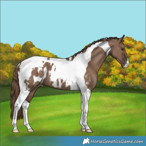Horse Color:Liver Red Dun Tobiano Appaloosa 