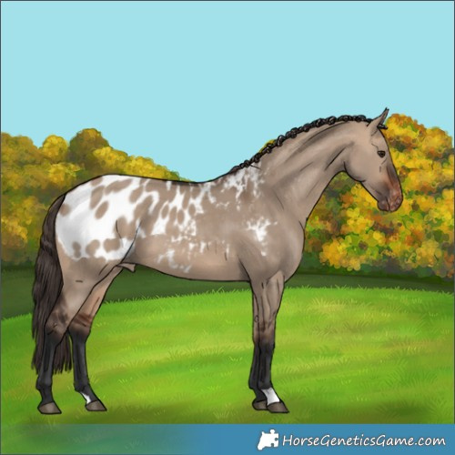 Horse Color:Bay Dun Appaloosa 