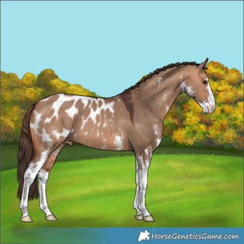 Horse Color:Bay Dun Sabino Appaloosa