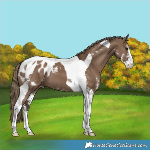 Horse Color:Liver Red Dun Sabino Tobiano Appaloosa