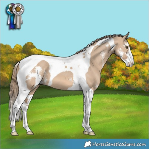 Horse Color:Red Dun Sabino Tobiano Appaloosa