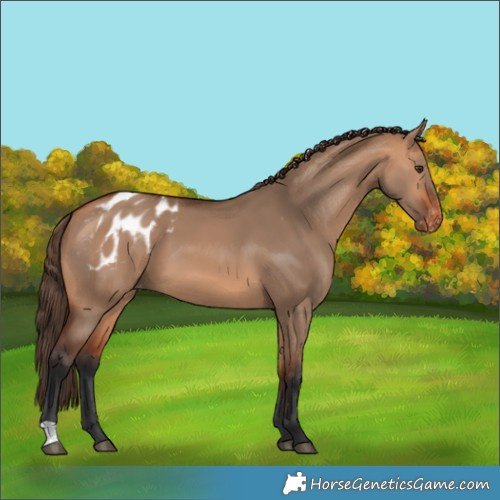 Horse Color:Bay Dun Blanket