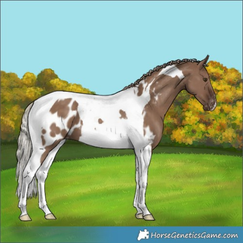 Horse Color:Liver Red Dun Tobiano Appaloosa 