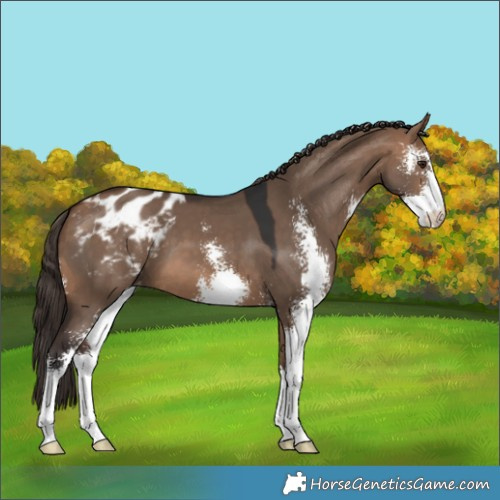 Horse Color:Bay Dun Sabino Blanket