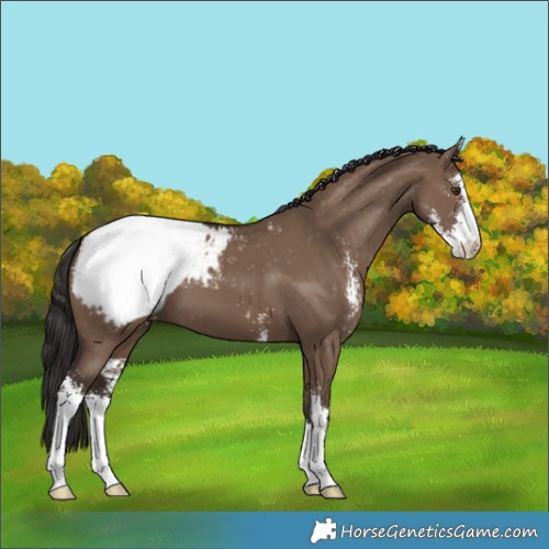 Horse Color:Liver Red Dun Sabino Varnish