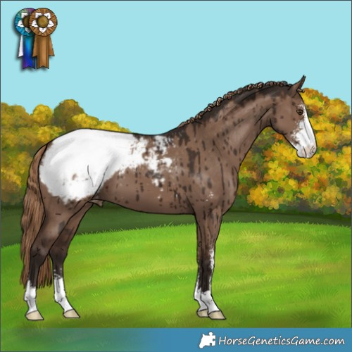 Horse Color:Liver Red Dun Sabino Appaloosa Brindle 