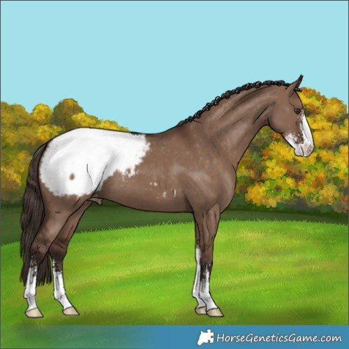 Horse Color:Liver Red Dun Sabino Appaloosa