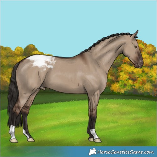 Horse Color:Liver Red Dun Varnish 