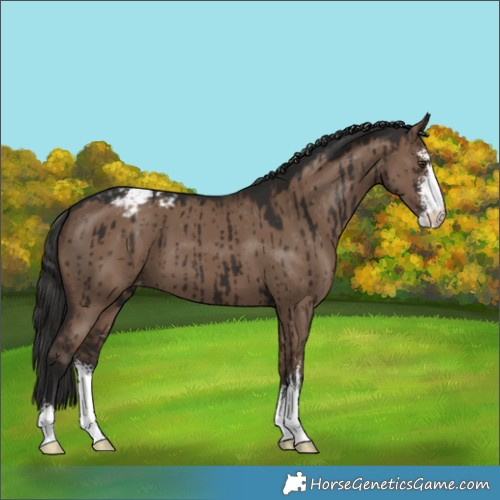 Horse Color:Liver Red Dun Sabino Appaloosa Brindle