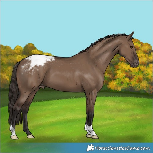 Horse Color:Liver Red Dun Varnish 