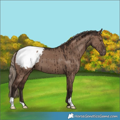 Horse Color:Liver Red Dun Appaloosa Brindle 