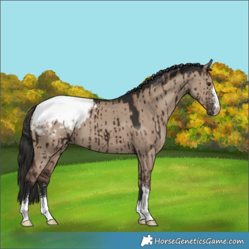 Horse Color:Liver Red Dun Sabino Appaloosa Brindle 