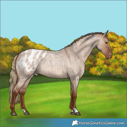 Horse Color:Red Dun Roan Appaloosa 