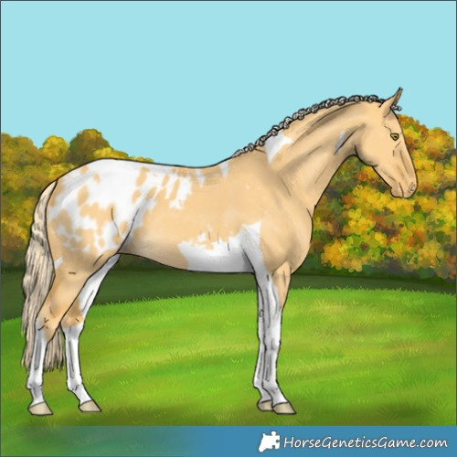 Horse Color:Palomino Dun Tobiano Appaloosa