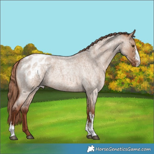 Horse Color:Red Dun Roan Sabino Appaloosa