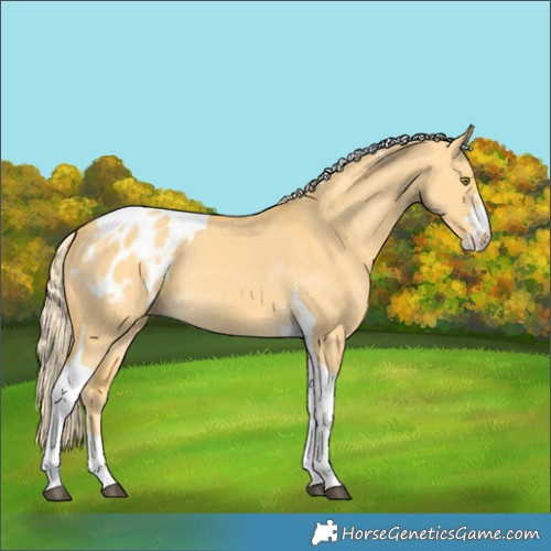 Horse Color:Palomino Dun Sabino Tobiano Appaloosa 