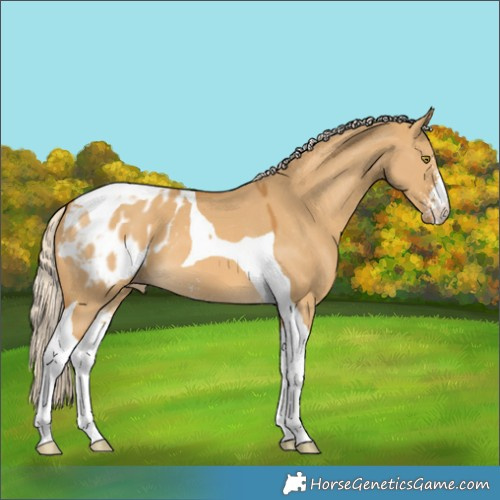 Horse Color:Palomino Dun Sabino Tobiano Blanket 